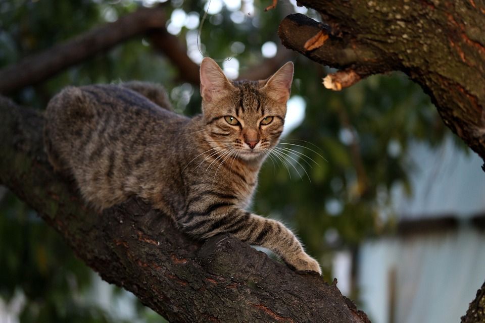 那只猫, 猫似的, 小的, 可爱的, 树, 攀登