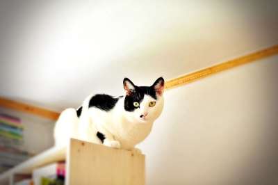 猫 宠物的墓地 动物 哺乳动物 老虎 猫和 可爱的 坐