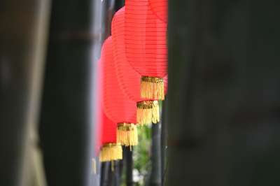 春节 灯笼 节日 森林