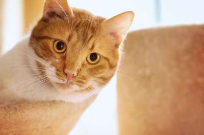 猫 猫眼 关闭 红色白色 猫脸 刮树 自在 表达 可爱的