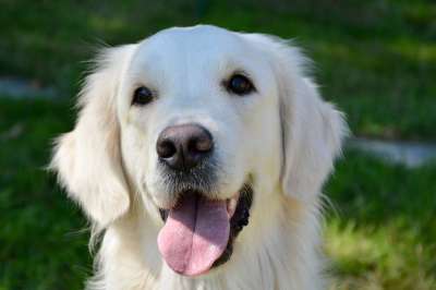 狗的婊子 狗黄金猎犬 婊子莫利 金黄色白色 狗肖像 肖像金色的