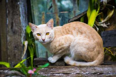 猫 动物 宠物 国内的 猫科动物 基蒂 毛皮 可爱的 晶须
