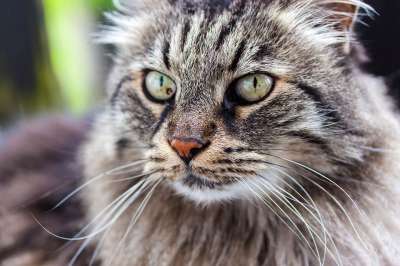 猫 小猫 宠物 动物 毛皮 纵向 哺乳动物