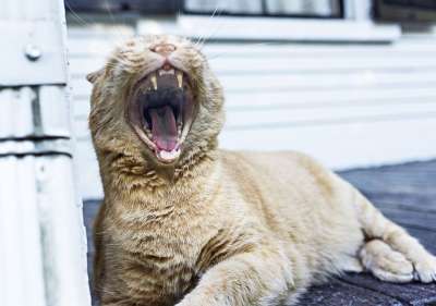 打哈欠 猫 猫科动物 宠物 疲劳的 无聊的 困 牙齿