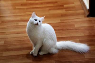 猫 动物 宠物 眼睛 可爱 白色的 美丽 爱 哺乳动物