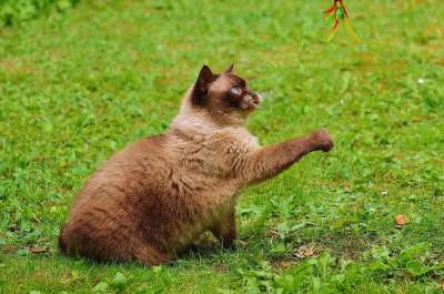 猫 英国短毛猫 玩 纯种 亲爱的 毛皮 棕色的 浅褐色的 可爱的