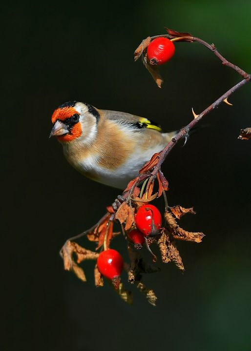 Goldfinch 黄雀 鸟 自然
