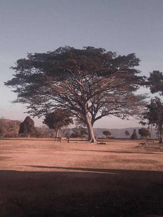 背景 美丽的 乡村 环境 异国情调 孤立 土地 景观 叶