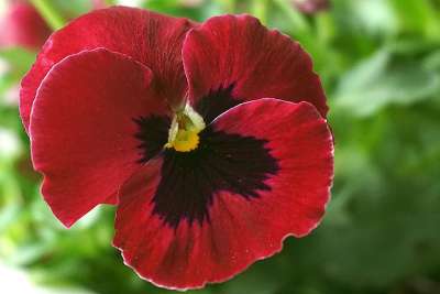 三色紫罗兰 中提琴 花 红色的 色 盛开 花瓣 三色堇 花朵