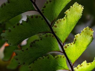蕨菜 孢子 蕨类 植物群 结构体 刀刃 光 特写 自然 工厂