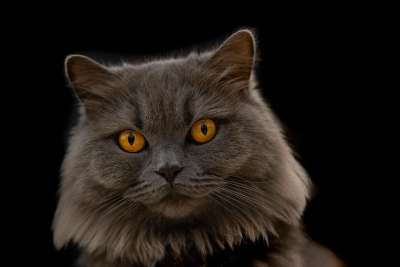 猫 宠物 肖像 脸 胡须 动物 国内的猫 猫科动物 哺乳动物
