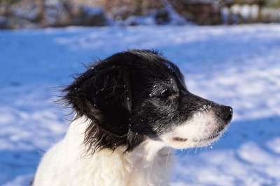 狗 雪 肖像 冬天 动物 雪地里的狗 期待 头 高贵 美丽的