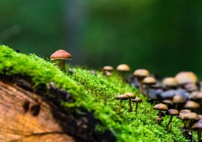 自然 森林 蘑菇 绿色 苔藓 秋天的树林 背景 屏幕背景 树干