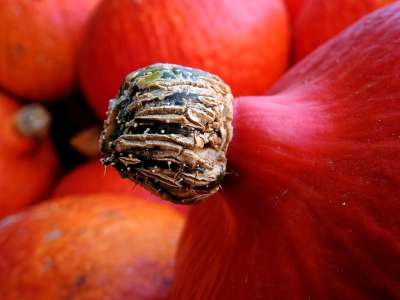 南瓜 葫芦 落下 秋天的 装饰 蔬菜 收成 万圣节 丰收节日