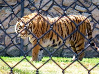 老虎 动物猫 大 自然 荒野 野生动物 哺乳动物 捕食者