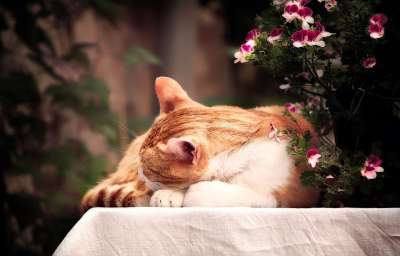 猫 睡觉 花 动物 家畜 鲭鱼 放松 感觉良好 夏天 松弛