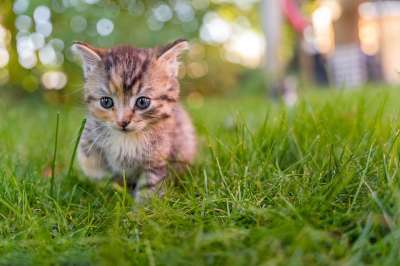 猫 小猫 国内的猫 婴儿动物 猫宝宝 鲭鱼 猫肖像 可爱的 动物
