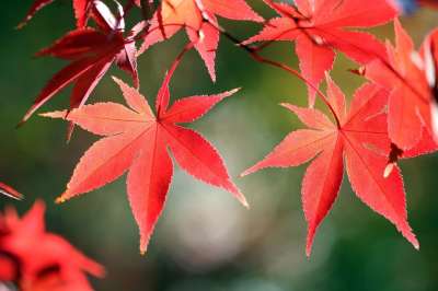 秋季 秋天的树叶 叶子 大自然 树 季节 景观 本赛季 植物