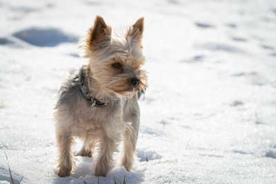 狗 小的 冬天 雪 户外 喷口 梗犬 约克夏 约克夏犬 小狗