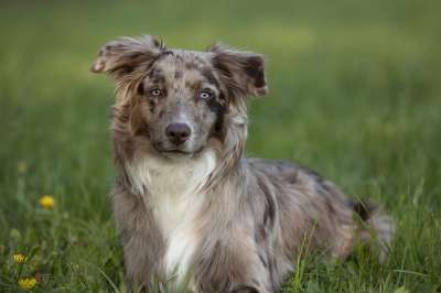 澳大利亚牧羊犬 狗 草 草地 户外 宠物 澳大利亚 动物 纯种