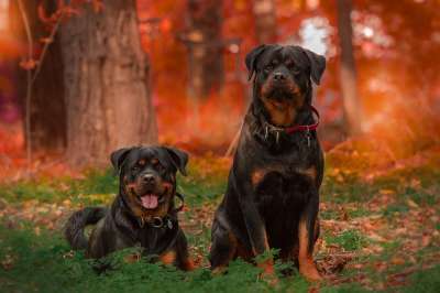 罗威纳犬 狗 小狗 犬类 亲爱的 宠物 动物 自然