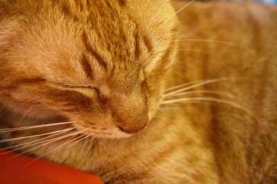 小猫咪 甜 可爱 小猫 吉祥物 猫科动物 小 俏皮 好奇的