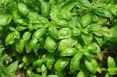罗勒 草本植物 有机的 食物 蔬菜 花园 农场 绿色食品