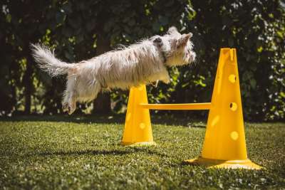 狗 小的 白色的 飞跃 障碍 栏 训犬