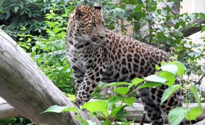 猫 捕食者 动物 食肉动物 荒野 野猫 大猫 哺乳动物 猎人
