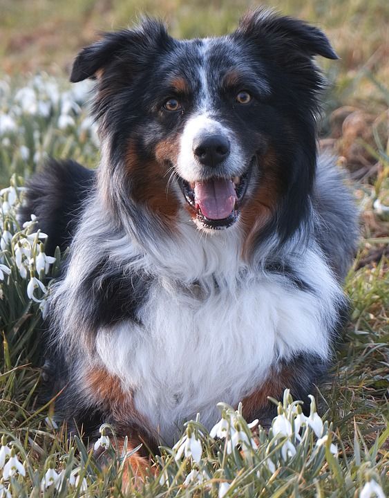 狗 家畜 澳大利亚牧羊犬
