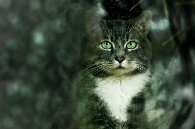 动物 猫 自然 可爱的 哺乳动物 肖像 宠物 绿色的肖像