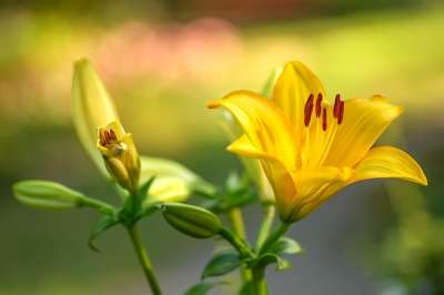 百合 黄色百合 黄色的花 花朵 花园 颜色 颜色理论 自然 盛开