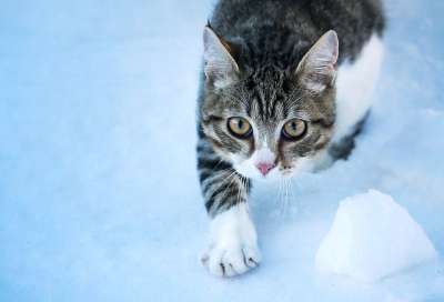 猫 雪 冬季 猎人 天气 自然 捕食者