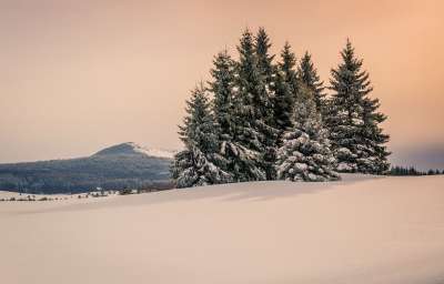 松 雪 冬天 木头 冷 景观 德鲁塔 森林 巴尔干 山