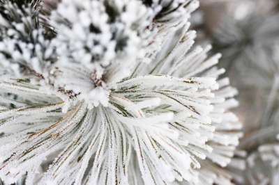 雪 松树 圣诞节 自然 寒冷的 霜 云杉 冬天 枝杈 十二月