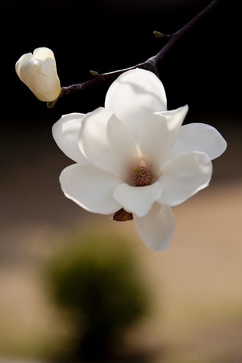 春天的花朵 花 玉兰 大自然 春天 植物 美丽的 花卉园 花蕾