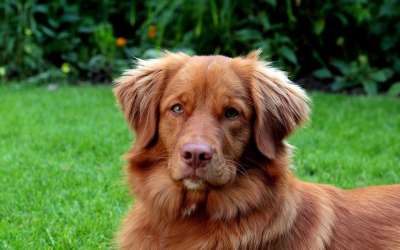 肖像 宠物 猎犬 可爱的 头 母狗