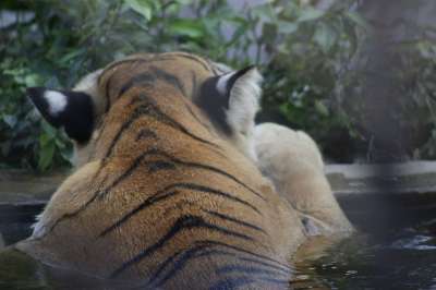 老虎 猫 野生动物 动物 捕食者 危险的 动物园 哺乳动物 野猫