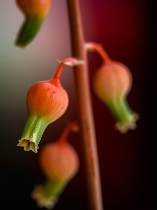 多汁的 盛开 小的 球 橙色的 绿色 花序 团体 植物群 房间