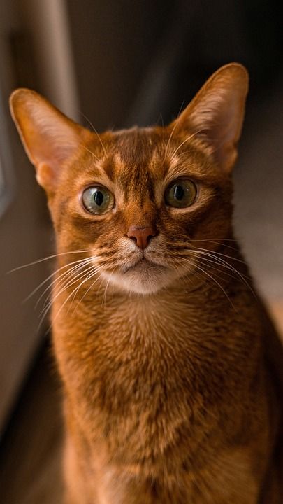 猫 红猫 阿比西尼亚人 宠物 动物 可爱的 毛皮 移动墙纸