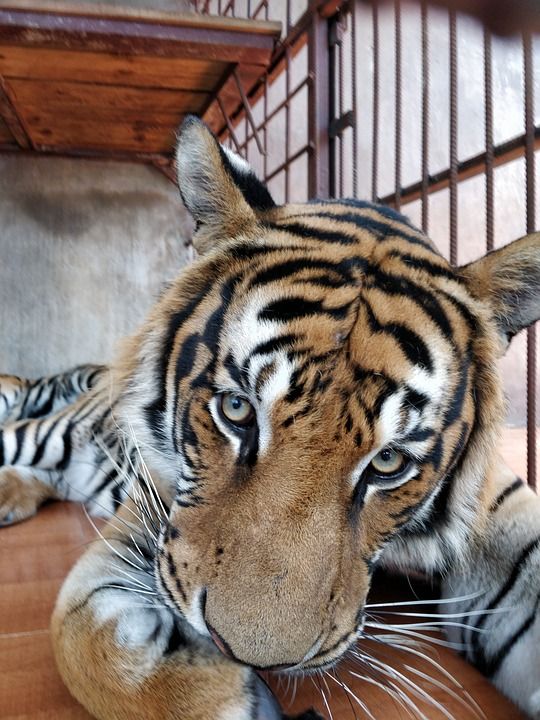 老虎 动物 动物园 哺乳动物 大猫 野生动物 捕食者 危险的