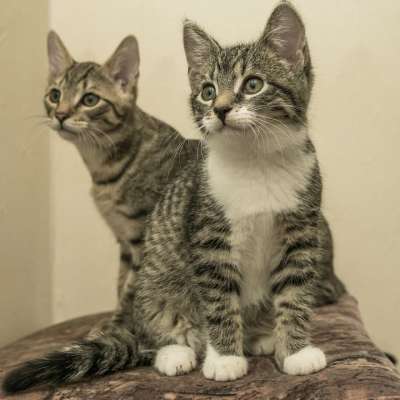 宿醉 小的 二 朋友们 鲭鱼 小猫 家猫 家畜 可爱的 猫