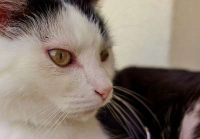 猫 家猫 家畜 动物 小猫 野生动物 猫眼 猫脸 毛皮 肖像