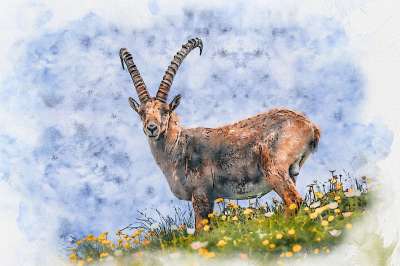 内存 Ibex 摩羯座 高山 角 动物 自然 山 哺乳动物