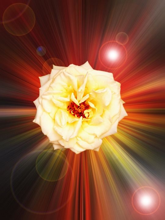 玫瑰 花 设计 花瓣 颜色 数字线 射线 点灯 白玫瑰 自然