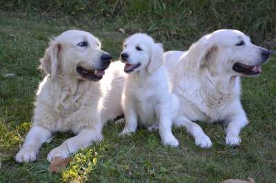 小狗 年轻的狗 女性 金毛猎犬 犬类 宠物 哺乳动物 家畜