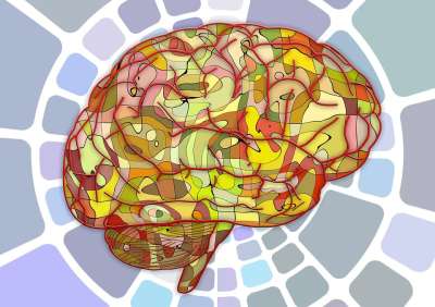 脑 生物学 抽象的 大脑 科学 解剖学 灰质 大脑 大脑 大脑