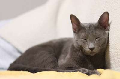 猫 俄罗斯蓝色的 小猫 柔软的 灰色 昏昏欲睡