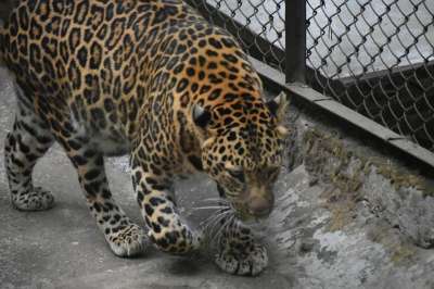 老虎 野生动物 动物 哺乳动物 捕食者 猫科动物 猫 食肉动物