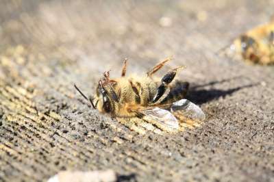 蜜蜂 死了 农药 Varoa 全球暖化 牧草 昆虫 授粉 花园